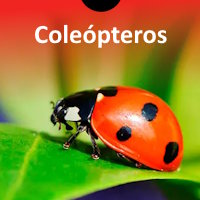 Coleópteros (mariquitas)